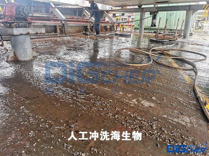 人工沖洗海生物